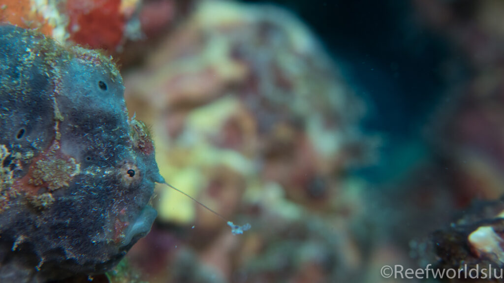 Frog Fish Sc Reef World Saint Lucia