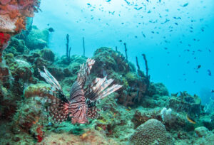 lionfish