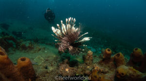 Red lionfish
