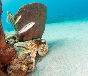 octopus