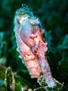 seahorse in st lucia