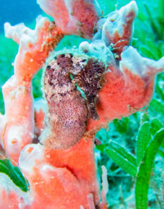 long snout seahorse