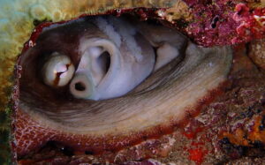 octopus with eggs