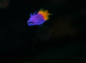 fairy basslet