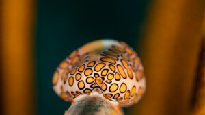 Flamingo tongue