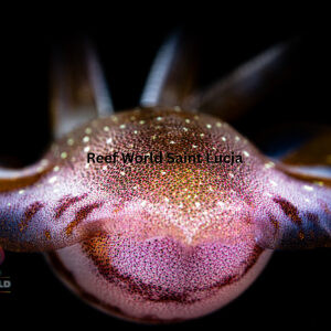 Squidtract