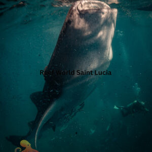 Whale Shark Magic